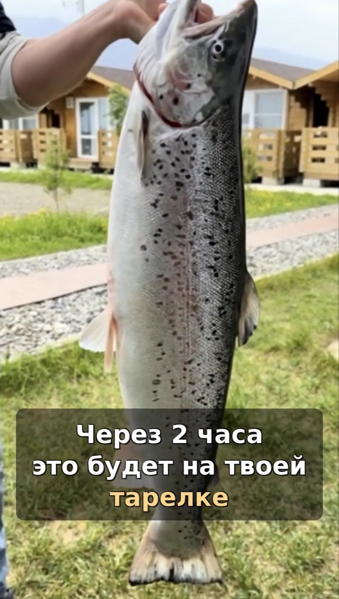 Свежий лосось — через 2 часа на вашей тарелке. LIFESTYLE Абхазия